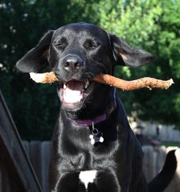 Labradane