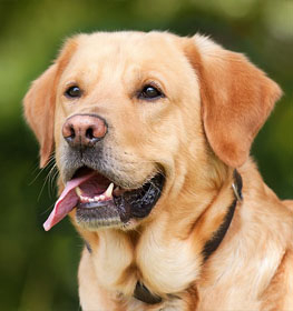 Labrador Retriever kutya profilkép