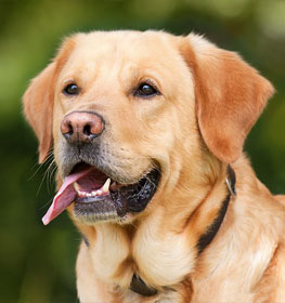 Labrador Retriever