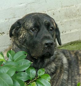 Mastiff dog profile picture
