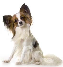 Papillon