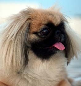 Pekingese