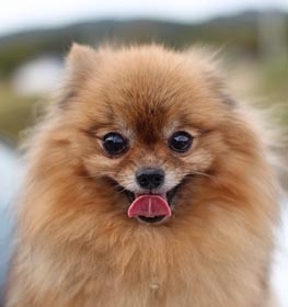 Pomerániai törpespicc kutya profilkép