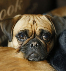 Pug