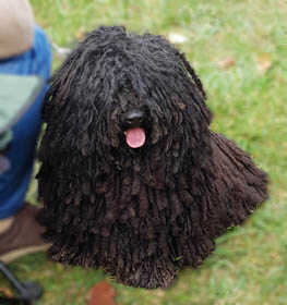 Puli dog profile picture
