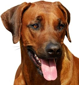 Rhodesian Ridgeback dog profile picture
