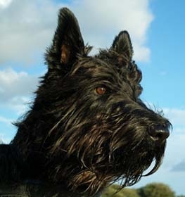 Scottish Terrier dog profile picture