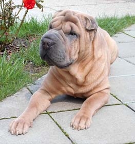 Shar-Pei