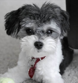 Shih-Poo dog profile picture
