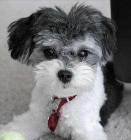 Shih-Poo