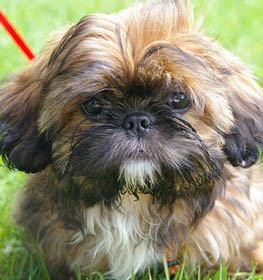 Shih Tzu
