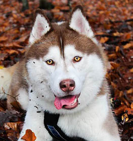 Szibériai husky kutya profilkép