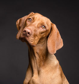 Vizsla kutya profilkép