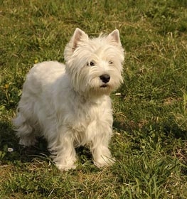 West Highland White Terrier kutya profilkép