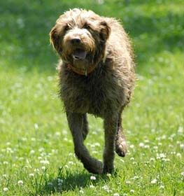 Wirehaired Pointing Griffon