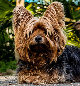 Yorkshire Terrier