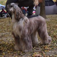 Afghan Greyhound At The Competition