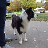 Border Collie Before The Competition