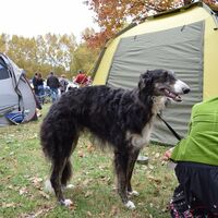 Borzoi The Russian Wolfhound Competition