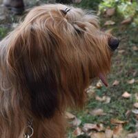 Berger Briard Dog Breed Watching Her Owner
