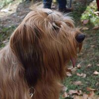 Briard Dog Autumn