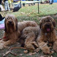 Two Beautiful Lying Briard Dogs At The Dogshow