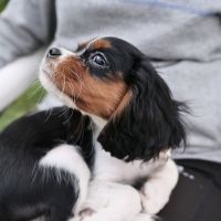 Saci The Tricolor Cavalier King Charles Spaniel Puppy 3months Old