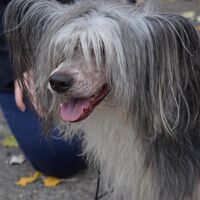 Happy Chinese Crested Dog