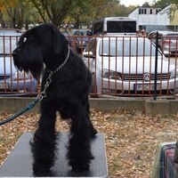 Giant Black Schnauzer Dog