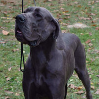 Great Dane Dog Competition