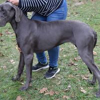 Great Dane With Owner