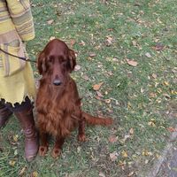 Irish Red Setter Sitting In The Park