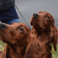 Irish Red Setters After The Dog Show