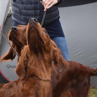 Two Irish Red Setters