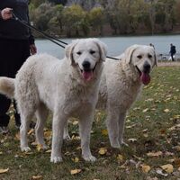 Double Coated Kuvasz Dog Breed