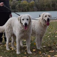 Hungarian Kuvasz Dogs With Owner