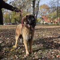 Leonberger Dog Ready For The Competition