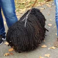 Hungarian Black Puli Before The Dog Competition
