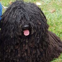 Hungarian Black Puli Relaxing With Owner