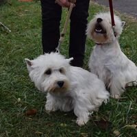 Purebred West Highland White Terriers