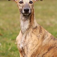 Whippet Profile Front