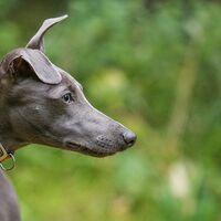 Whippet Side Profile